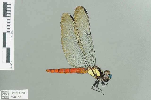 Plancia ëd Lyriothemis Brauer 1868