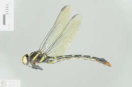 صورة Phyllogomphus Selys 1854