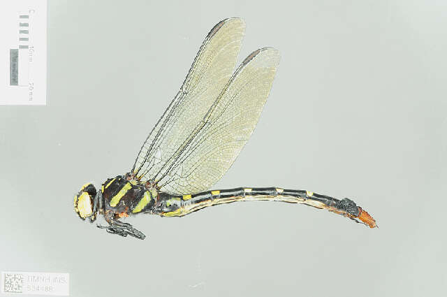 Imagem de Phyllogomphus Selys 1854