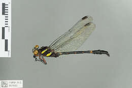 Imagem de Macrogomphus Selys 1858