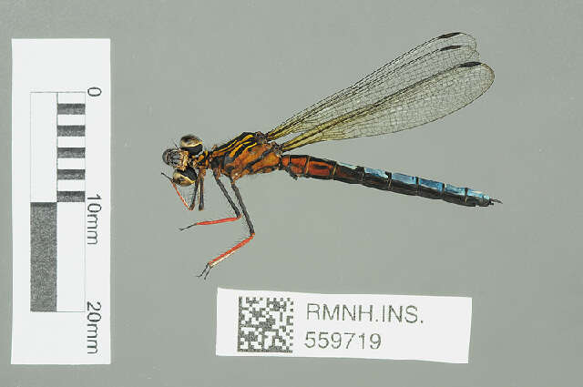 Image of Platycypha Fraser 1949