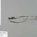 Image of Stenagrion dubium (Laidlaw 1912)