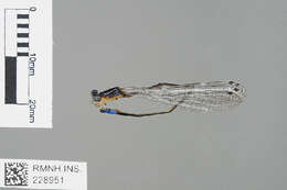 Image of Stenagrion dubium (Laidlaw 1912)