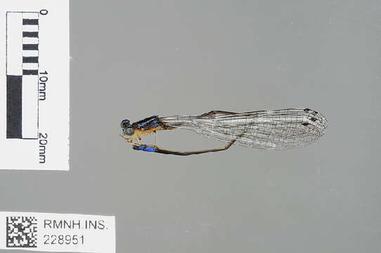 Image of Stenagrion Laidlaw 1915