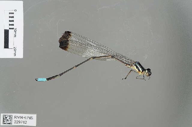 Image of Platysticta apicalis Kirby 1893