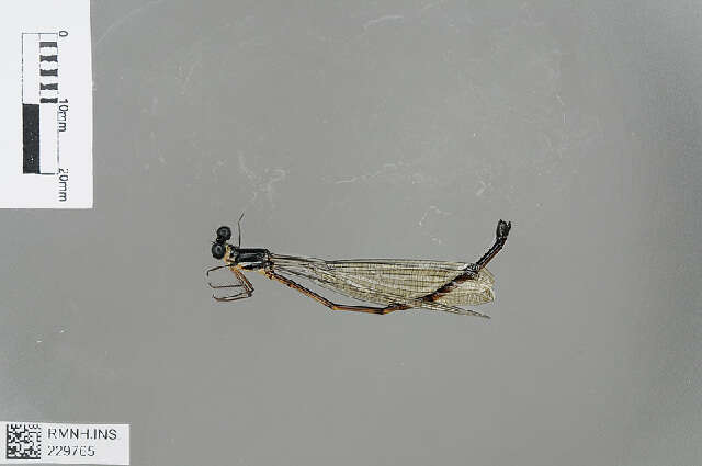 Image of Platysticta maculata Hagen ex Selys 1860