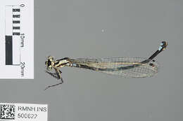 Image of Torrenticnemis filicornis Lieftinck 1949