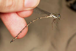 Imagem de Lestes helix Ris 1918