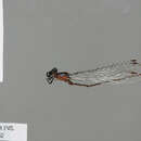 Image of Dimeragrion percubitale Calvert 1913