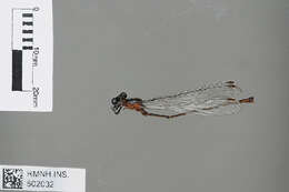 Image of Dimeragrion percubitale Calvert 1913