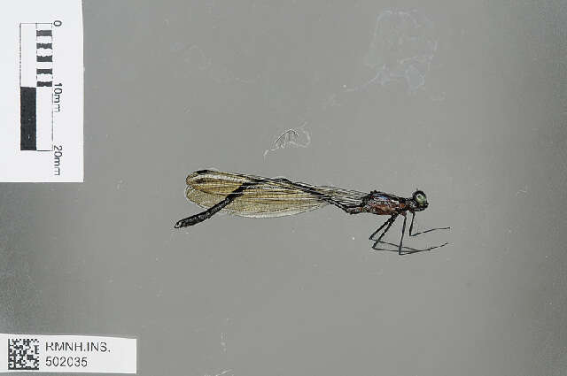 Image of Teinopodagrion venale (Hagen ex Selys 1862)