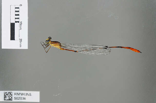 Image of Heteragrion chrysops Hagen ex Selys 1862