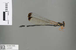 Image of Rhipidolestes lii Zhou 2003