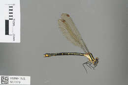 Image of Mesopodagrion tibetanum McLachlan 1896