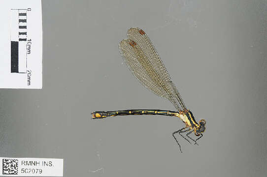 Imagem de Mesopodagrion McLachlan 1896