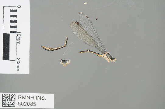 Image of Calopterygoidea