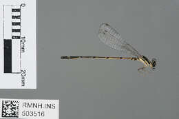 Image of Mortonagrion arthuri Fraser 1942