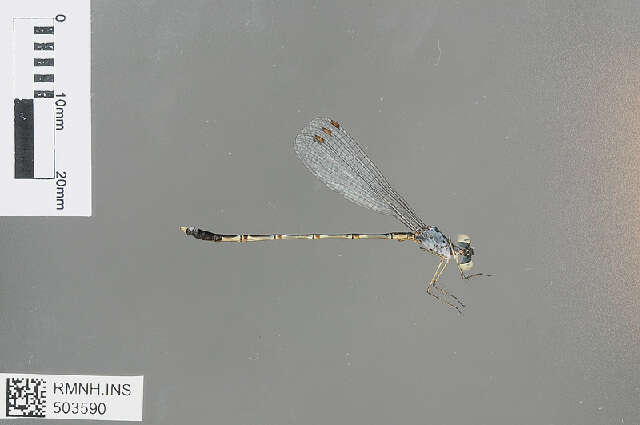 Image de Lestes praemorsus Hagen ex Selys 1862