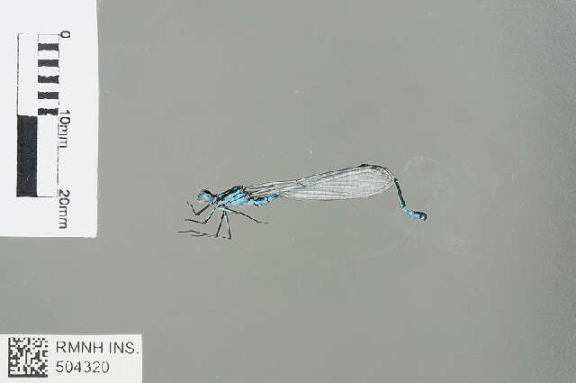 Image of Variable Bluet