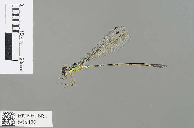 Imagem de Lestes pinheyi Fraser 1955