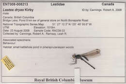 Imagem de Lestes dryas Kirby 1890