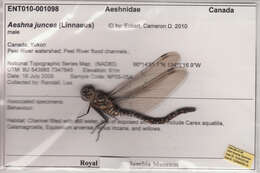 Aeshna juncea (Linnaeus 1758) resmi