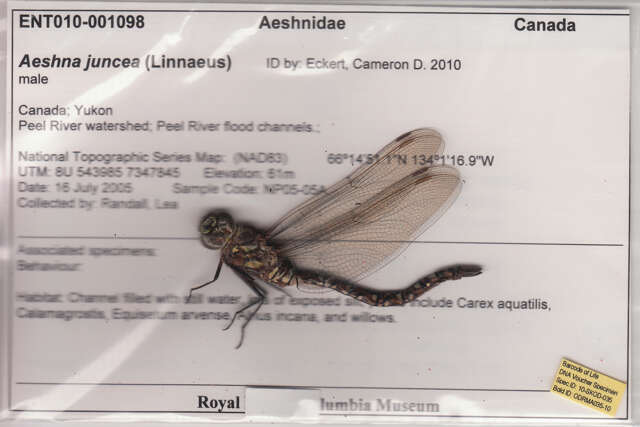 Aeshna juncea (Linnaeus 1758) resmi