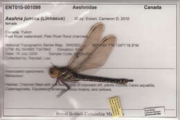 Aeshna juncea (Linnaeus 1758) resmi