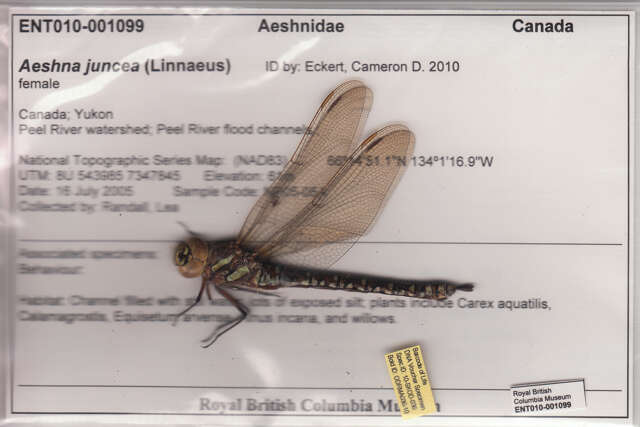 Aeshna juncea (Linnaeus 1758) resmi