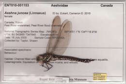 Aeshna juncea (Linnaeus 1758) resmi