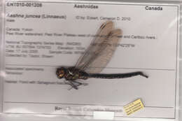 Aeshna juncea (Linnaeus 1758) resmi