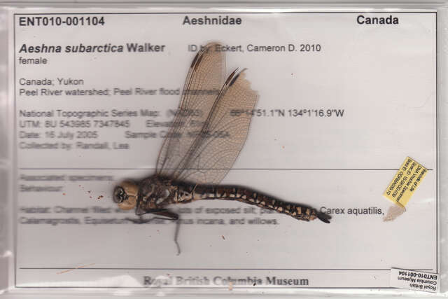 Image of bog hawker