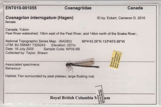 Image de Coenagrion interrogatum (Selys 1876)