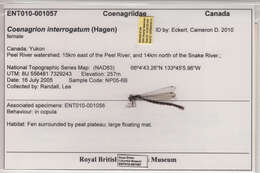 Image de Coenagrion interrogatum (Selys 1876)