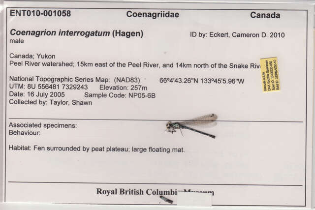 Image de Coenagrion interrogatum (Selys 1876)