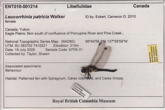 Image of Leucorrhinia patricia Walker 1940