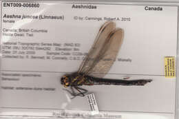 Aeshna juncea (Linnaeus 1758) resmi