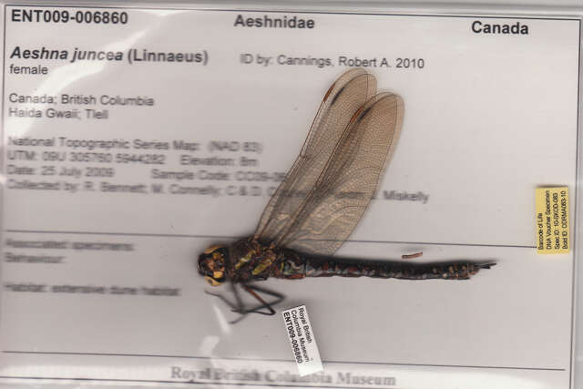 Aeshna juncea (Linnaeus 1758) resmi