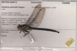 Image of Paddle-tailed Darner