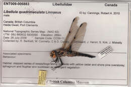 Image of Four-spotted Chaser