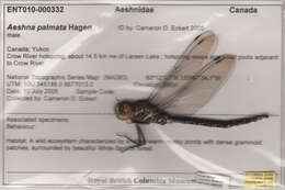 Image of Paddle-tailed Darner