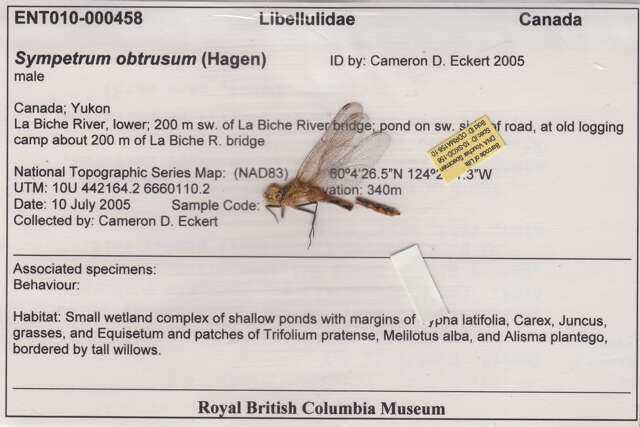 Image of White-faced Meadowhawk