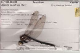 Image of Lance-Tailed Darner