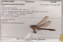 Image of Pronghorn Clubtail