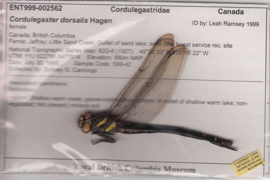 Image of Pacific Spiketail