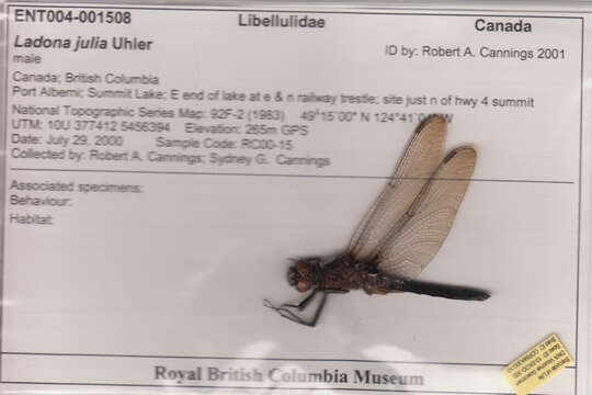 Image of Chalk-fronted Corporal