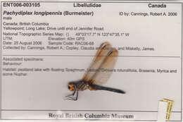 Image of Blue Dasher