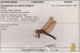 Image of Variegated Meadowhawk