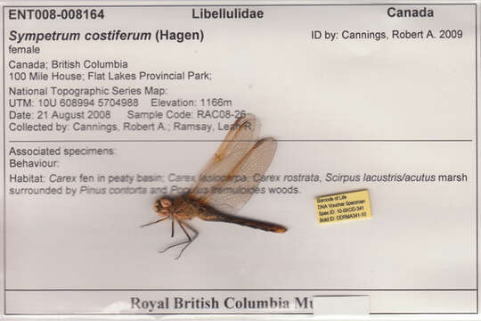 Image of Saffron-winged Meadowhawk