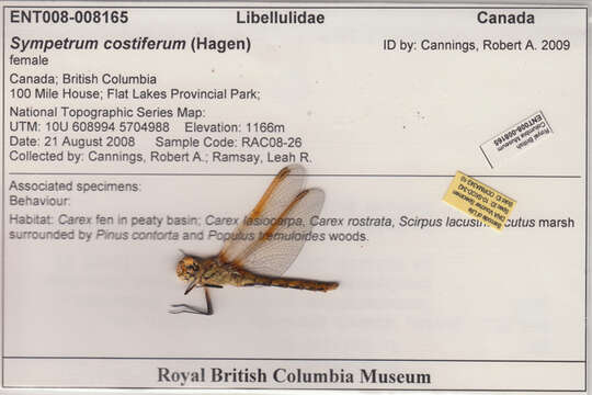 Image of Saffron-winged Meadowhawk